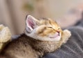 Small kitten of the British chinchilla breed. Little kitten sleeping. Babycat, family cats and domestic kittens concept Royalty Free Stock Photo