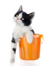 Small kitten in bucket isolated on white Royalty Free Stock Photo