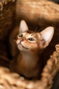 Small kitten cat of the Abyssinian breed sitting in bites wicker brown basket, looks up. Funny fur fluffy kitty at home. Cute Royalty Free Stock Photo