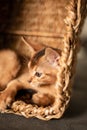 Small kitten cat of the Abyssinian breed sitting in bites wicker brown basket, looks up. Funny fur fluffy kitty at home. Cute Royalty Free Stock Photo