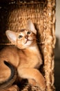 Small kitten cat of the Abyssinian breed sitting in bites wicker brown basket, looks up. Funny fur fluffy kitty at home. Cute Royalty Free Stock Photo