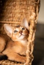 Small kitten cat of the Abyssinian breed sitting in bites wicker brown basket, looks up. Funny fur fluffy kitty at home. Cute Royalty Free Stock Photo