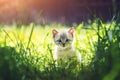 Small kitten with blue ayes in green grass