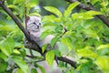 Small kitten with blue ayes on tree