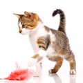 Small kitten catches a toy with pink feathers lying in front of it.  on white. Royalty Free Stock Photo