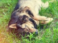 A small kitten climbs on the head of a lying dog