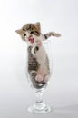 Small kitten color tabby screams sitting in a clear beer glass Royalty Free Stock Photo