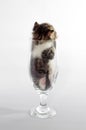 small kitten color tabby sitting in a clear beer glass Royalty Free Stock Photo