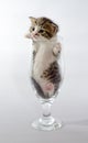 Small kitten color tabby sitting in a clear beer glass Royalty Free Stock Photo