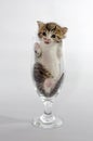 small kitten color tabby sitting in a clear beer glass Royalty Free Stock Photo