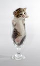 small kitten color tabby sitting in a clear beer glass