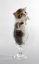 small kitten color tabby sitting in a clear beer glass