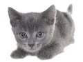 Small kitten crawling sneaking isolated Royalty Free Stock Photo