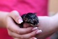 Small kitten Royalty Free Stock Photo