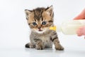 Small kitten eating milk from the bottle