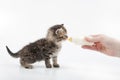 Small kitten eating milk from the bottle Royalty Free Stock Photo