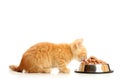 Small kitten eats from a steel bowl Royalty Free Stock Photo