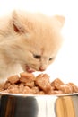 Small kitten eats from a steel bowl Royalty Free Stock Photo