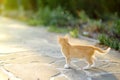 Small kitten on footpath in public park on summer day. Cute stray kitty. Ginger pussy cat. Lost pets. Homeless animals Royalty Free Stock Photo