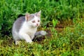 Small kitten in the garden among the green grass. The cat looks intently forward Royalty Free Stock Photo