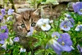 Small kitten in the garden