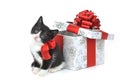Small kitten with gift box Royalty Free Stock Photo