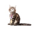 Small kitten with gold medal