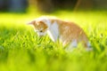 Small kitten on green grass meadow on bright sunny summer day. Cute kitty. Ginger pussycat. Lost pets Royalty Free Stock Photo