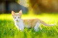 Small kitten on green grass meadow on bright sunny summer day. Cute kitty. Ginger pussycat. Lost pets Royalty Free Stock Photo