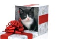 Small kitten inside gift box Royalty Free Stock Photo