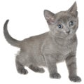 Small kitten isolated Royalty Free Stock Photo