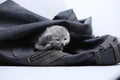 Small kitten in jeans pocket Royalty Free Stock Photo