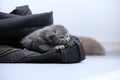 Small kitten in jeans pocket Royalty Free Stock Photo