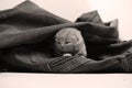 Small kitten in jeans pocket Royalty Free Stock Photo