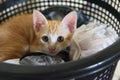 A small kitten in the laundry basket staring