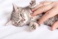 A small kitten lies on a white bed, male hands stroke the kitten& x27;s tummy, close-up. Pet owner and his pet. Royalty Free Stock Photo