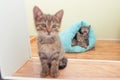 A small kitten looks through the doorway while two other kittens sleep in the background Royalty Free Stock Photo