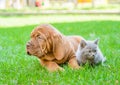 small kitten lying with Bordeaux puppy dog on green grass Royalty Free Stock Photo