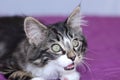 Small kitten maine coon gray tiger with green eyes that opens a little mouth to meow