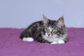 Small kitten maine coon in lying on a purple duvet Royalty Free Stock Photo