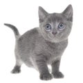 Small kitten move isolated Royalty Free Stock Photo