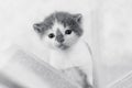 Small kitten near an open book, black and white photo Royalty Free Stock Photo