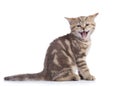 Small cat kitten with open mouth yawning. Studio shot. Royalty Free Stock Photo