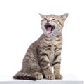 Small kitten with open mouth yawning. Studio shot. Royalty Free Stock Photo