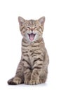 Small cat kitten with open mouth yawning. Studio shot. Royalty Free Stock Photo