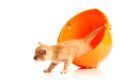 Small kitten and orange hardhat Royalty Free Stock Photo