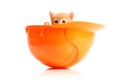 Small kitten and orange hardhat Royalty Free Stock Photo