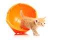 Small kitten and orange hardhat