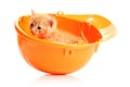 Small kitten and orange hardhat Royalty Free Stock Photo