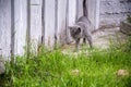 A small kitten is playing in the green grass and looking at the camera. A kitten is in the village learning to hunt. Playing with Royalty Free Stock Photo